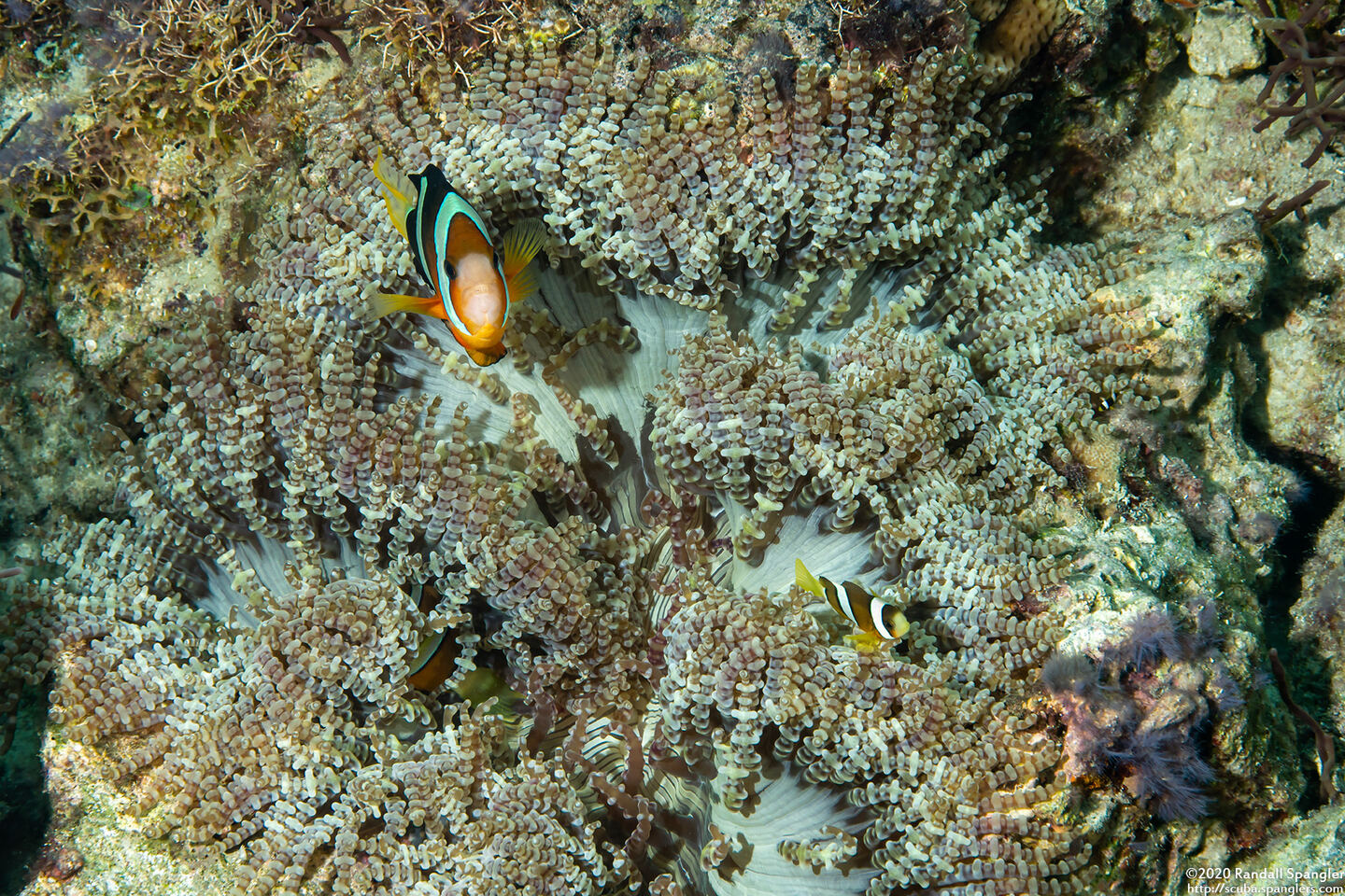 Heteractis aurora (Beaded Sea Anemone)