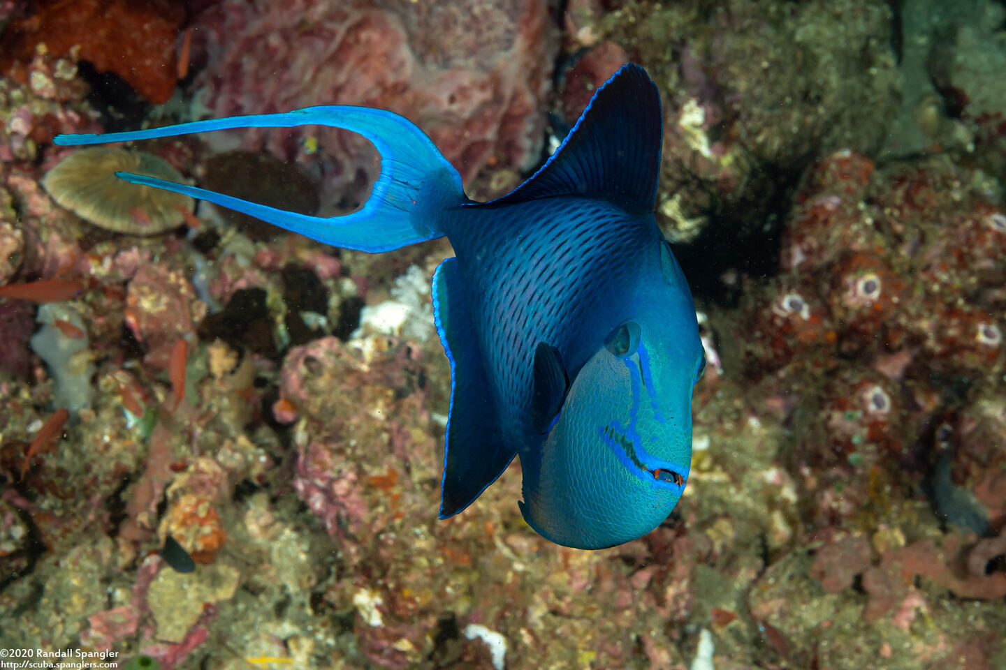 Odonus niger (Redtooth Triggerfish)