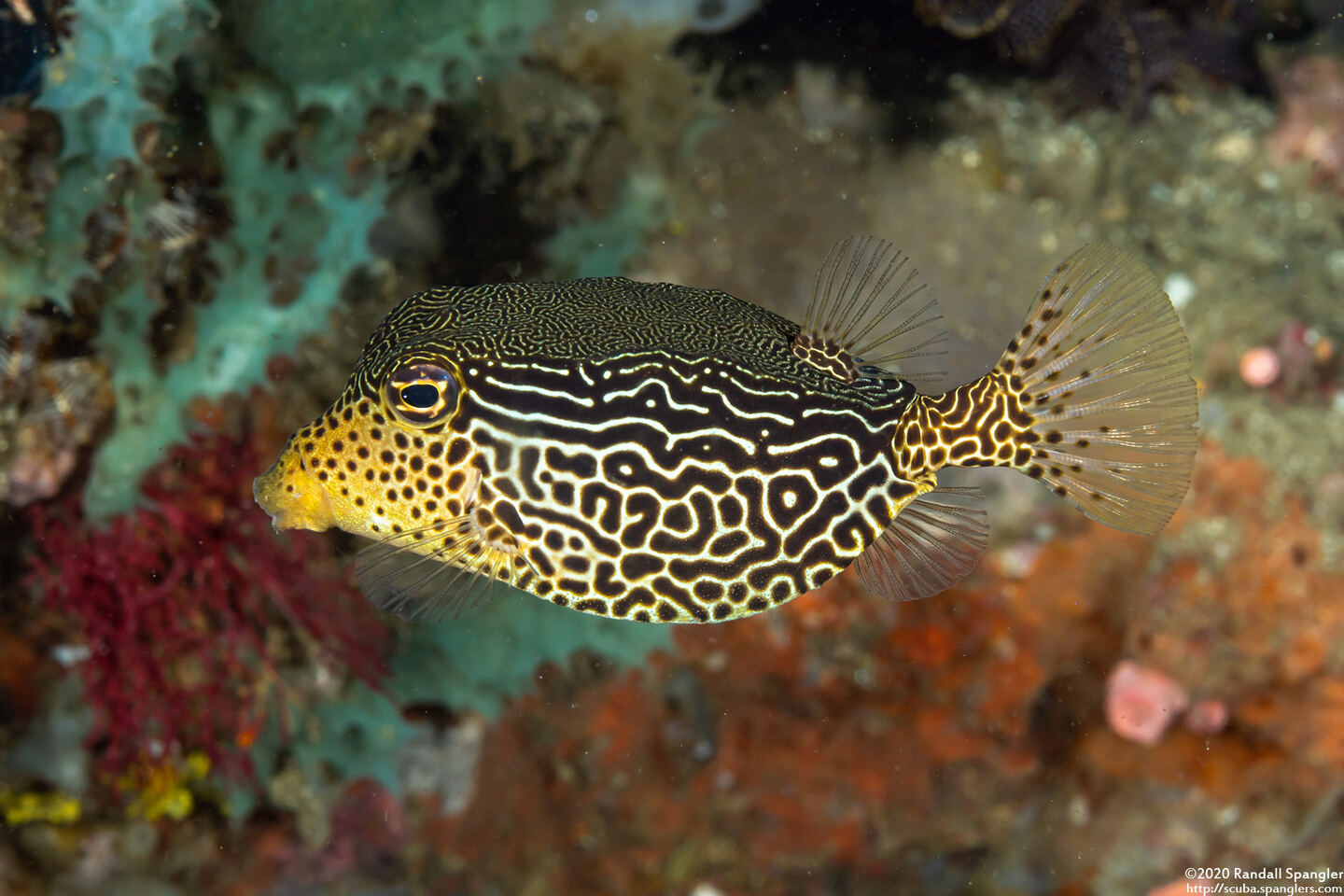 Ostracion solorense (Solor Boxfish)