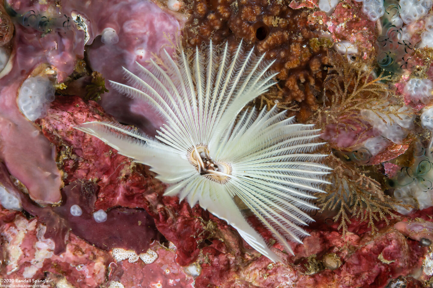 Sabellastarte spectabilis (Common Feather Duster Worm)