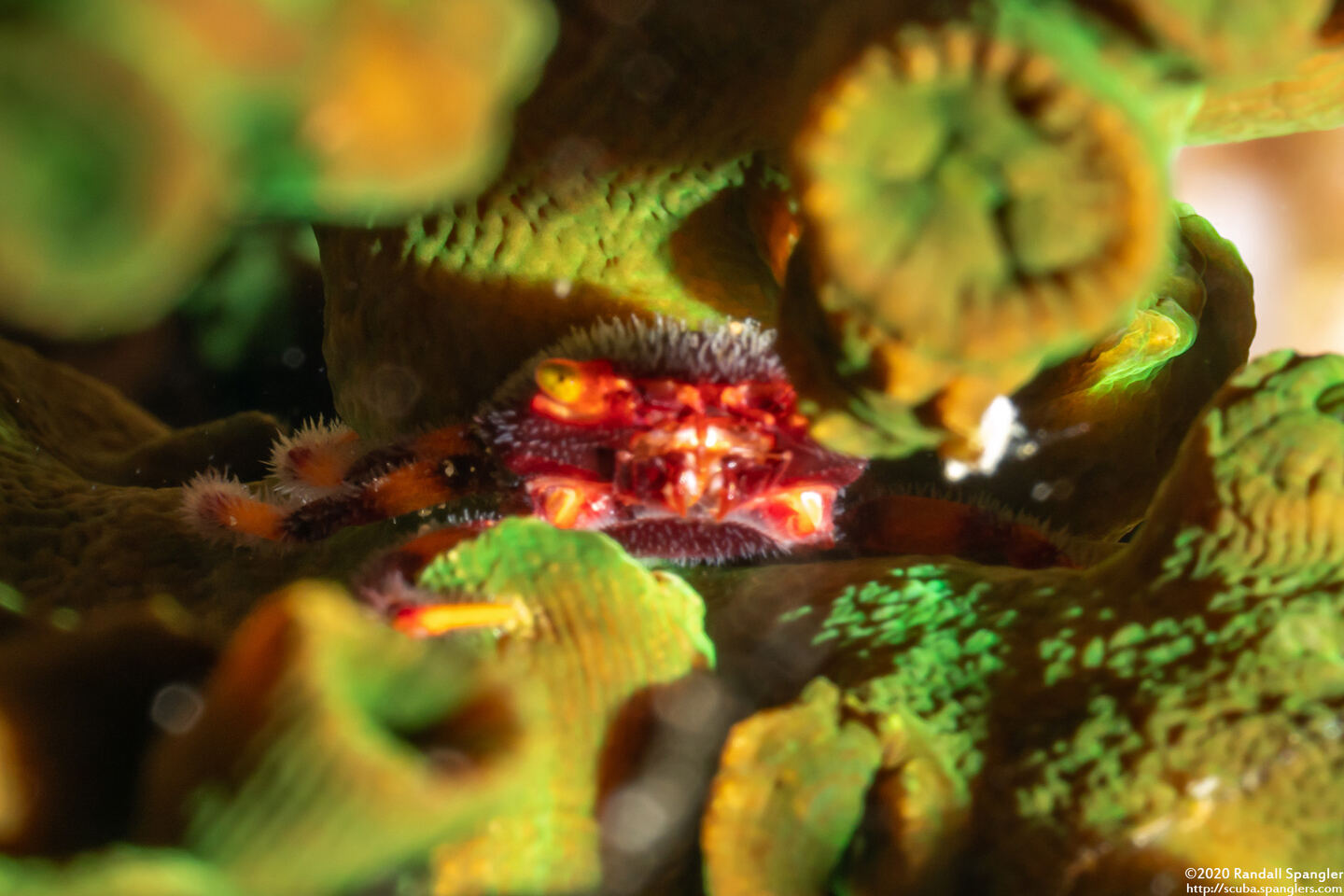 Quadrella boopsis (Hairy Coral Crab)