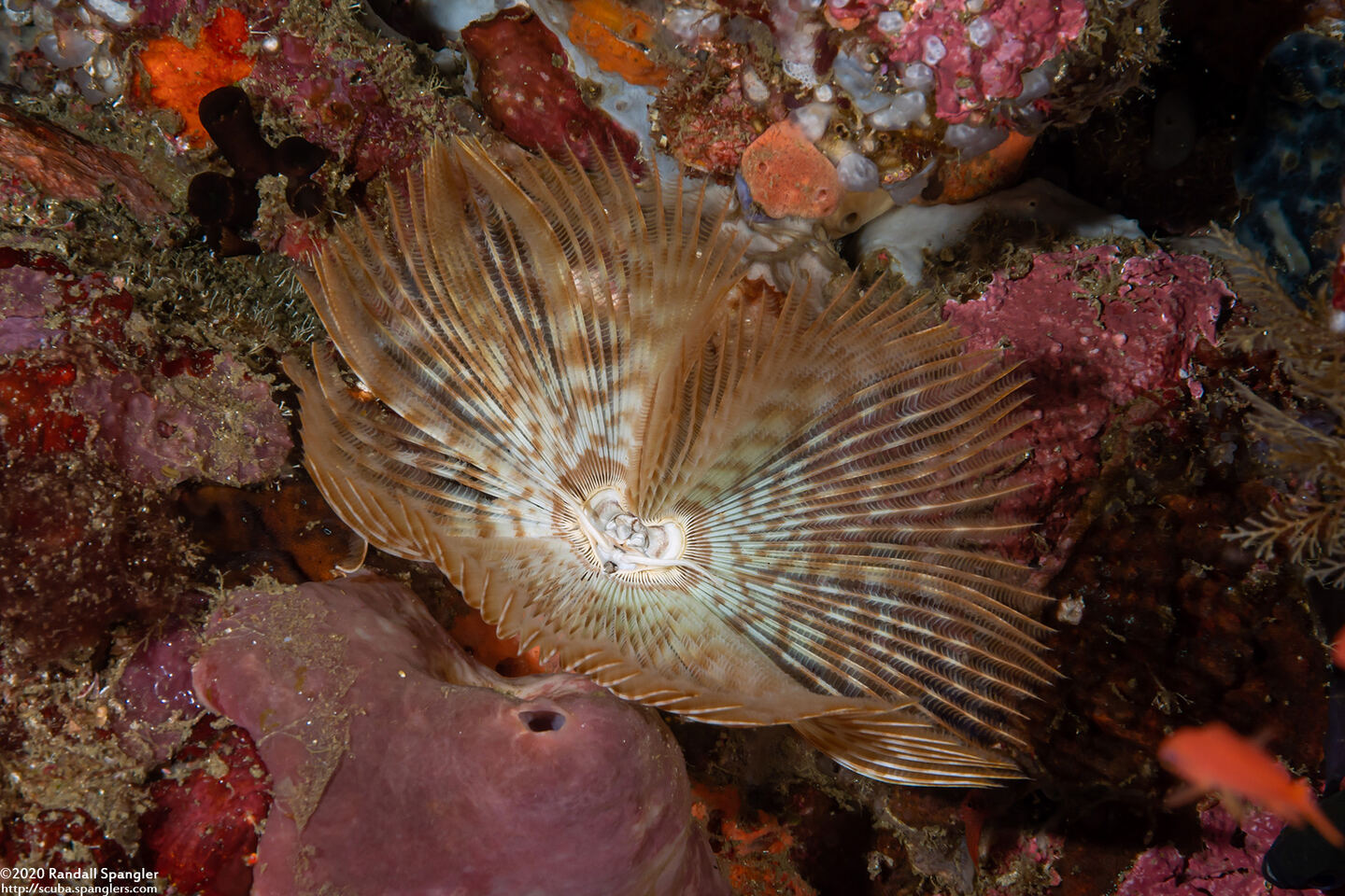 Sabellastarte spectabilis (Common Feather Duster Worm)