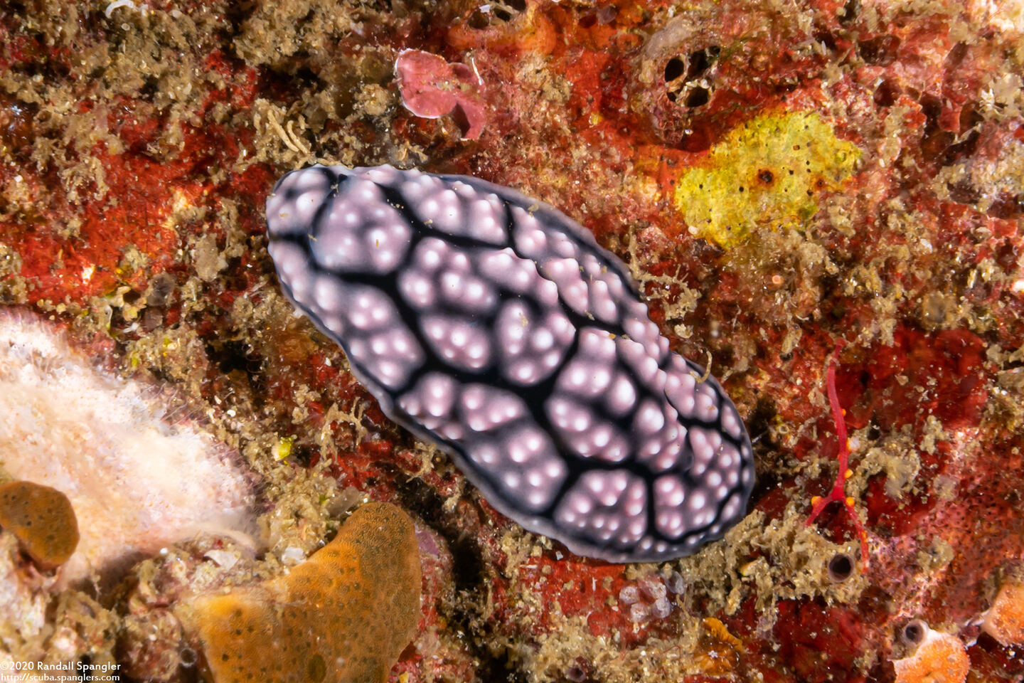Phyllidiella cf. annulata (H-Mark Phyllidiella)