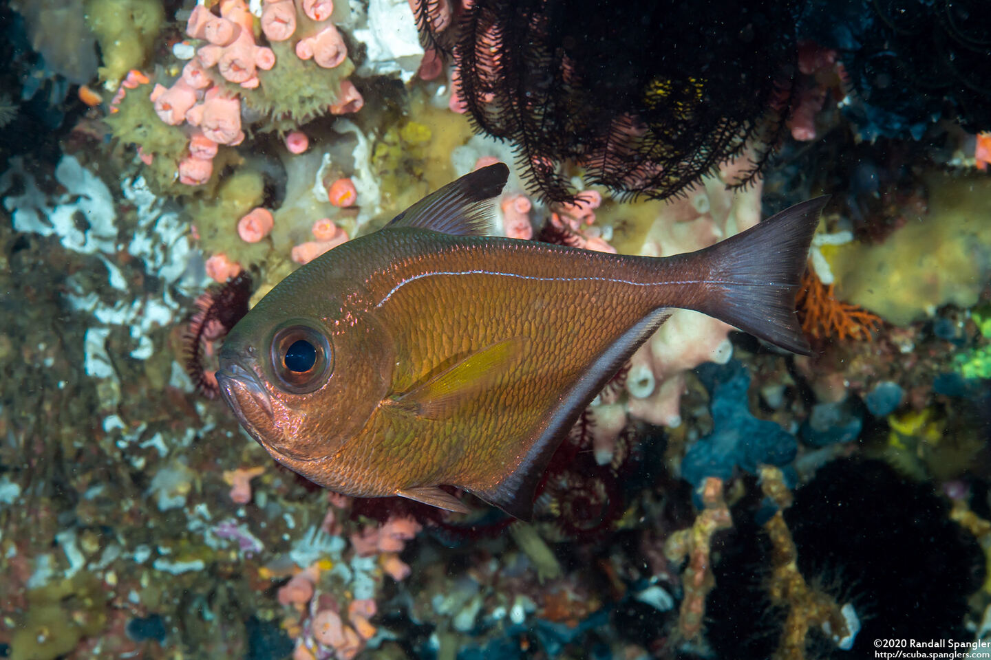 Pempheris vanicolensis (Vanikoro Sweeper)