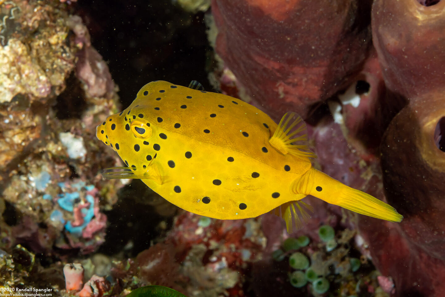 Ostracion cubicum (Yellow Boxfish)