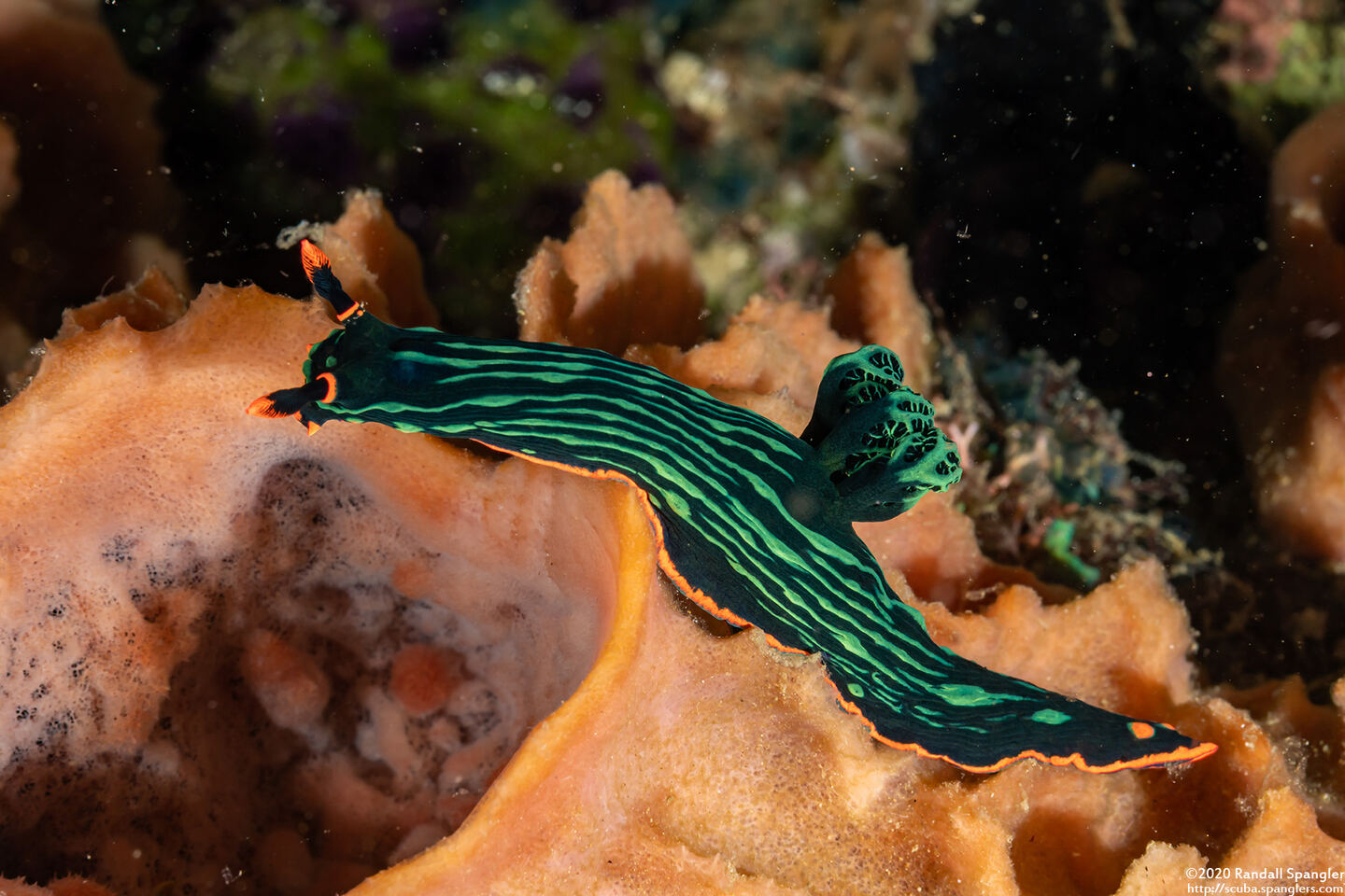 Nembrotha kubaryana (Kubaryana's Nembrotha)