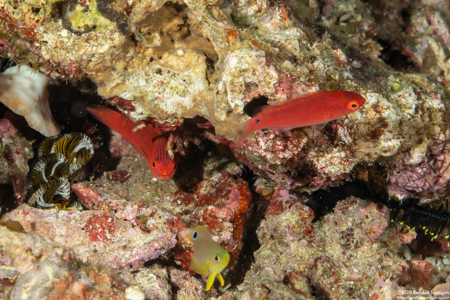 Cirrhilabrus lubbocki (Yellowback Fairy Wrasse)