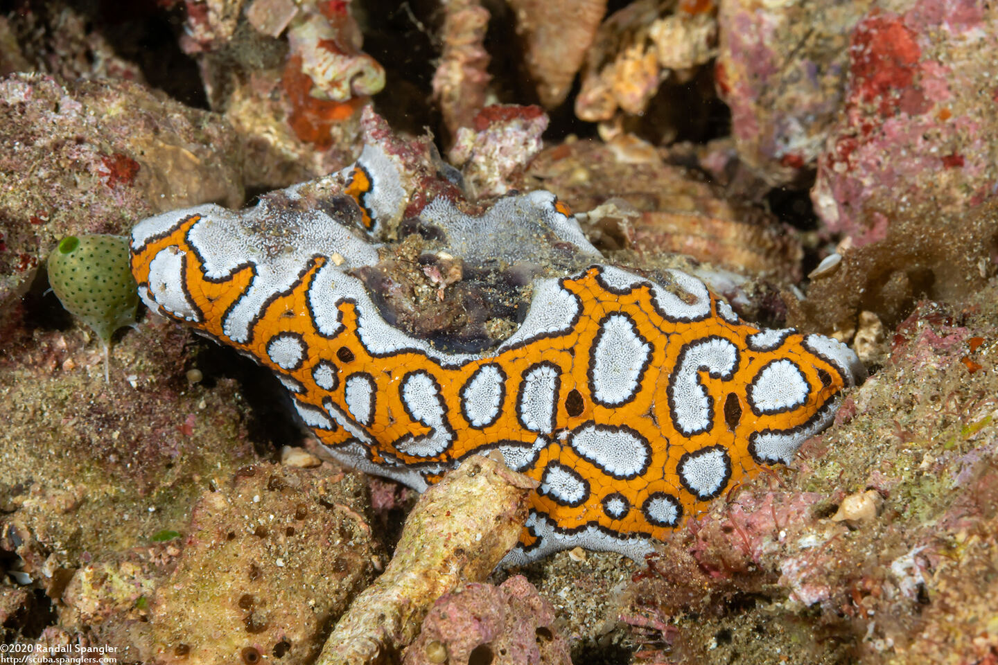 Botrylloides leachii (Botrylloides Leachii)