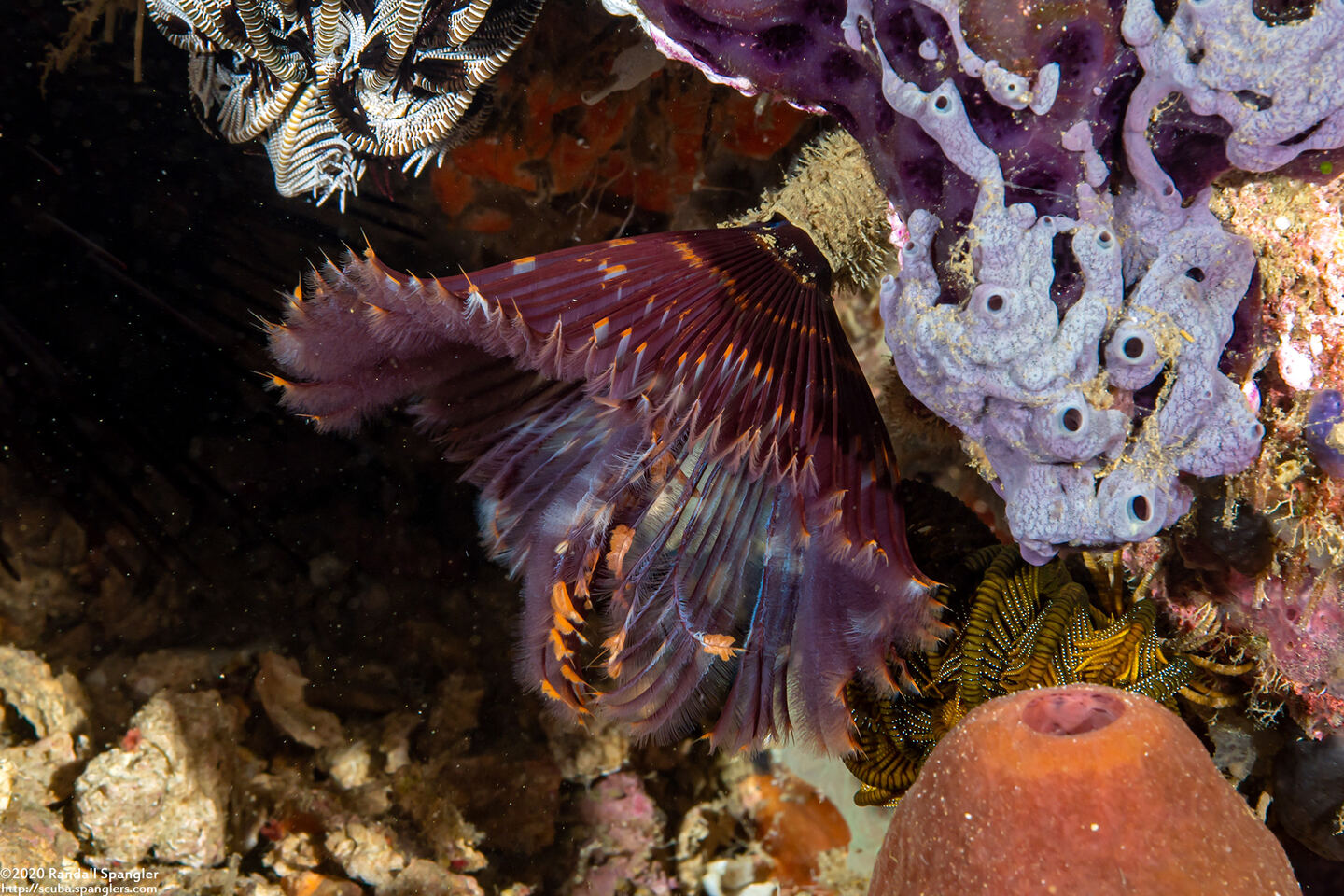 Sabellastarte sp.1 (Feather Duster Worm)