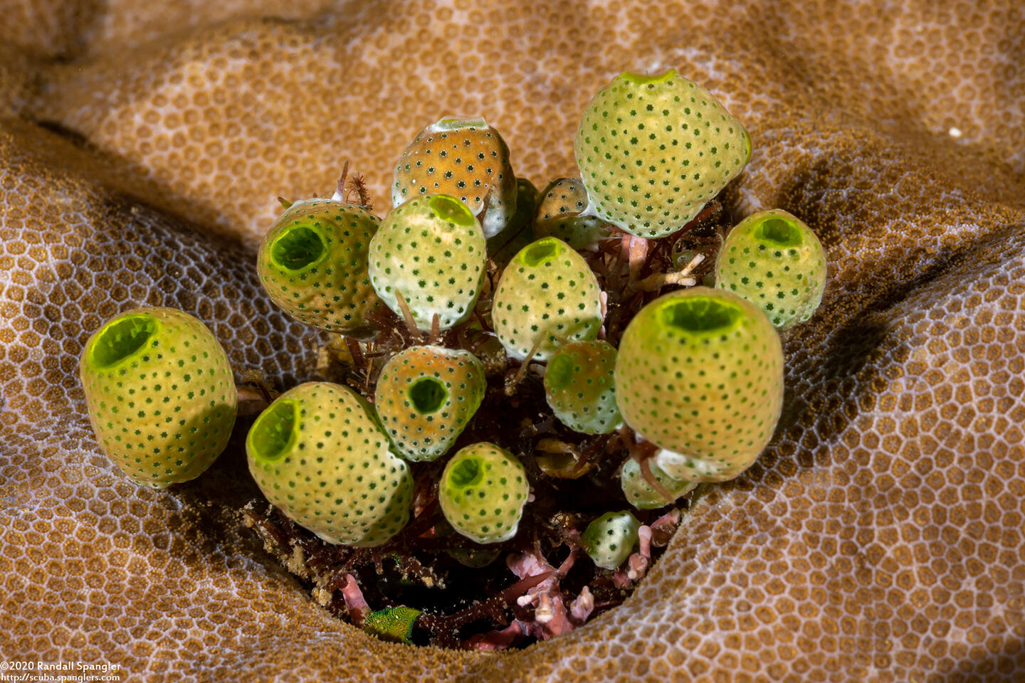 Atriolum robustum (Robust Sea Squirt)