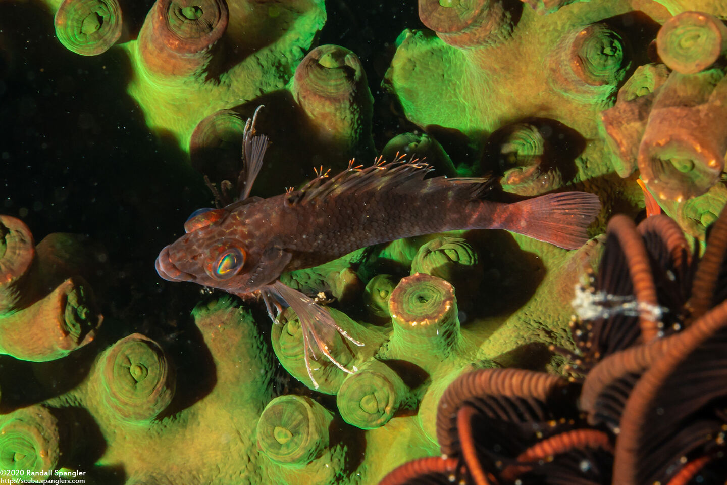 Cirrhitichthys aprinus (Threadfin Hawkfish)