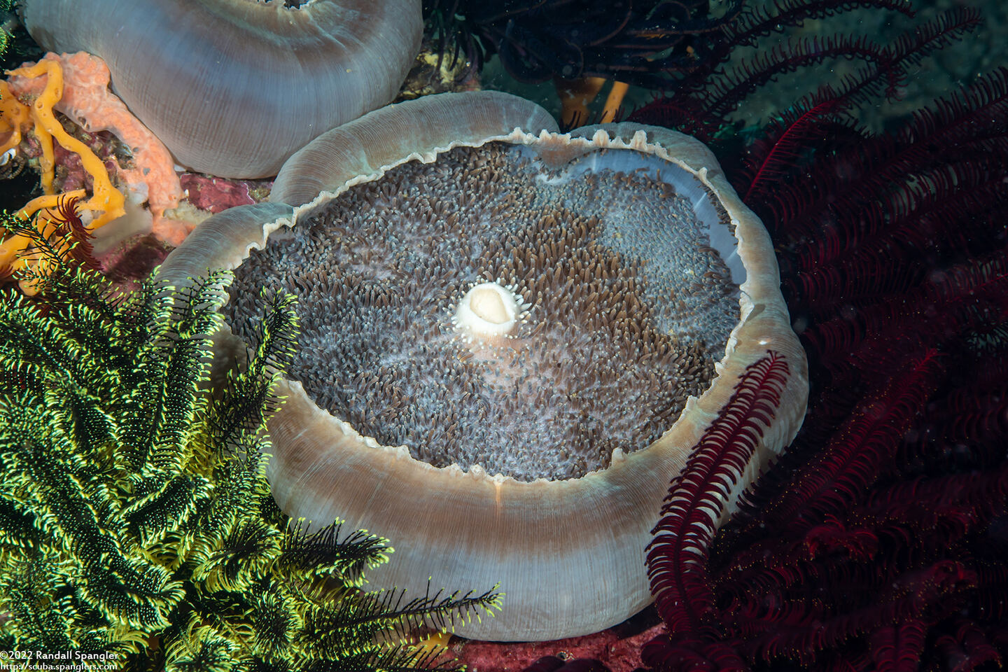 Amplexidiscus fenestrafer (Giant Cup Mushroom Coral)