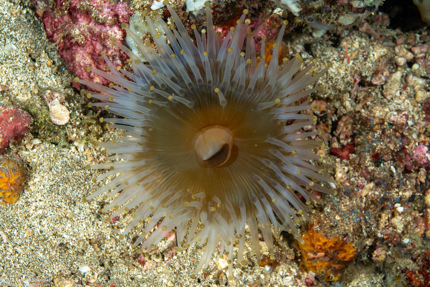 Pseudocorynactis sp.2 (Pseudocorynactis sp.2)