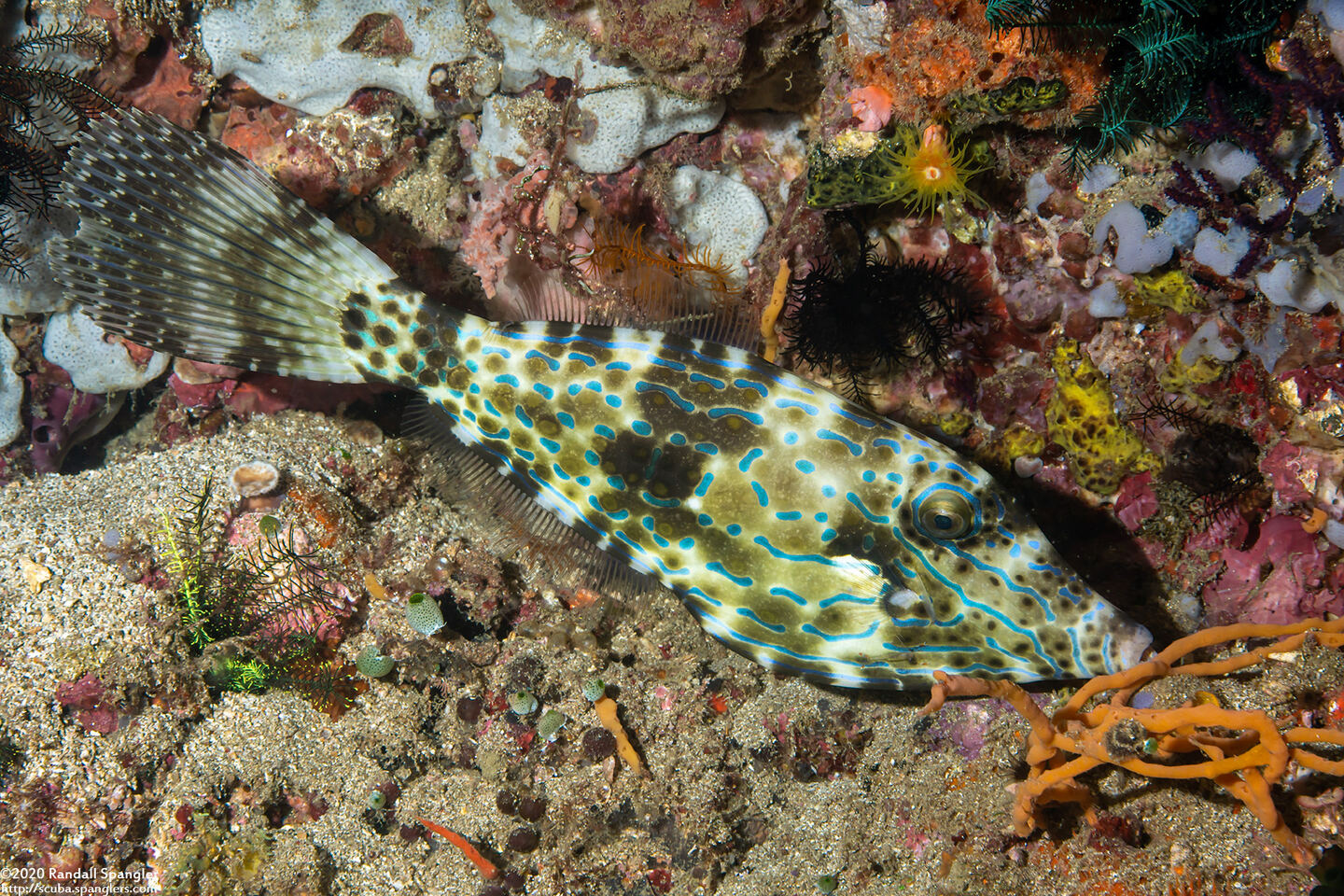 Aluterus scriptus (Scrawled Filefish)
