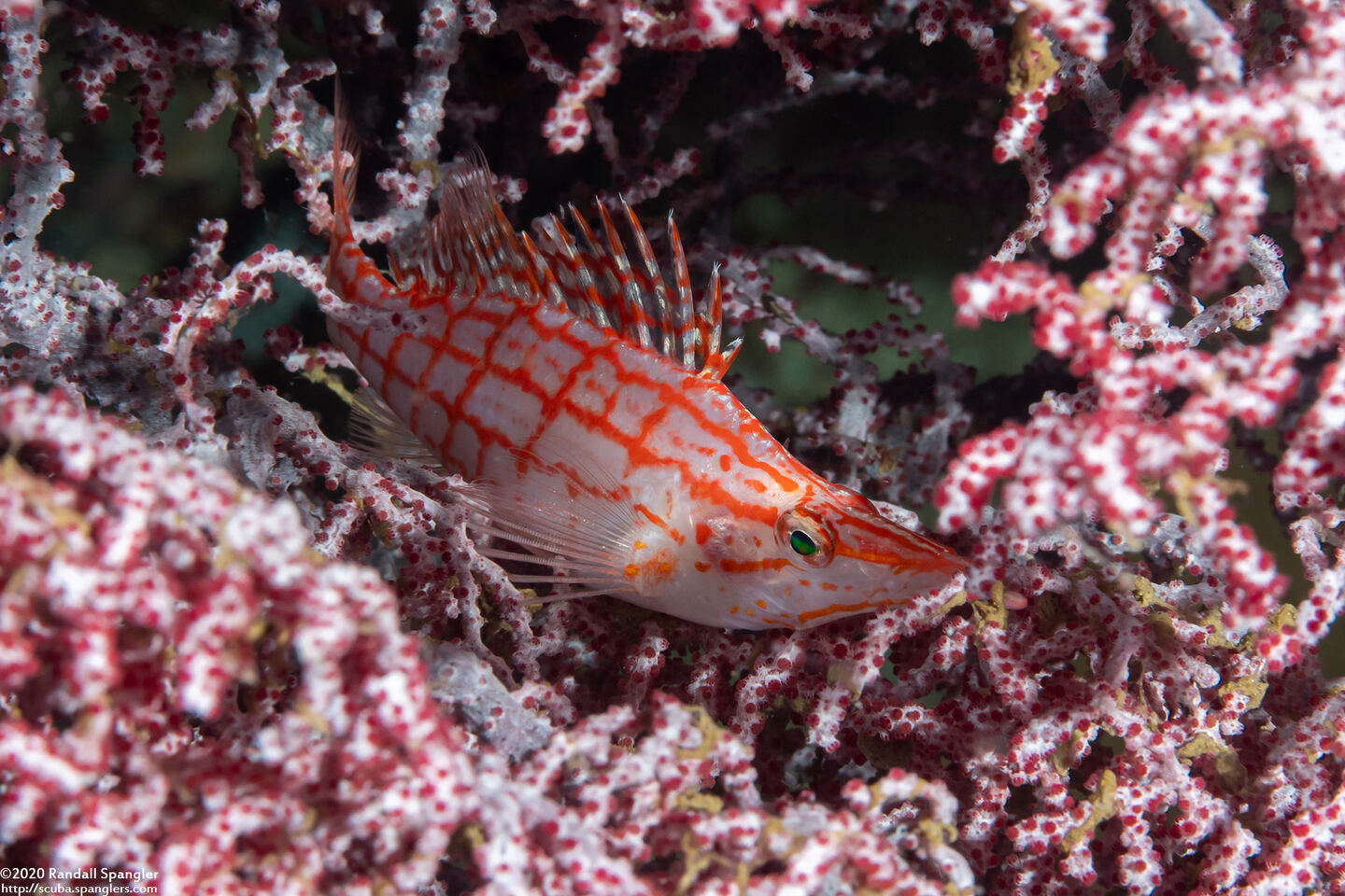 Oxycirrhites typus (Longnose Hawkfish)