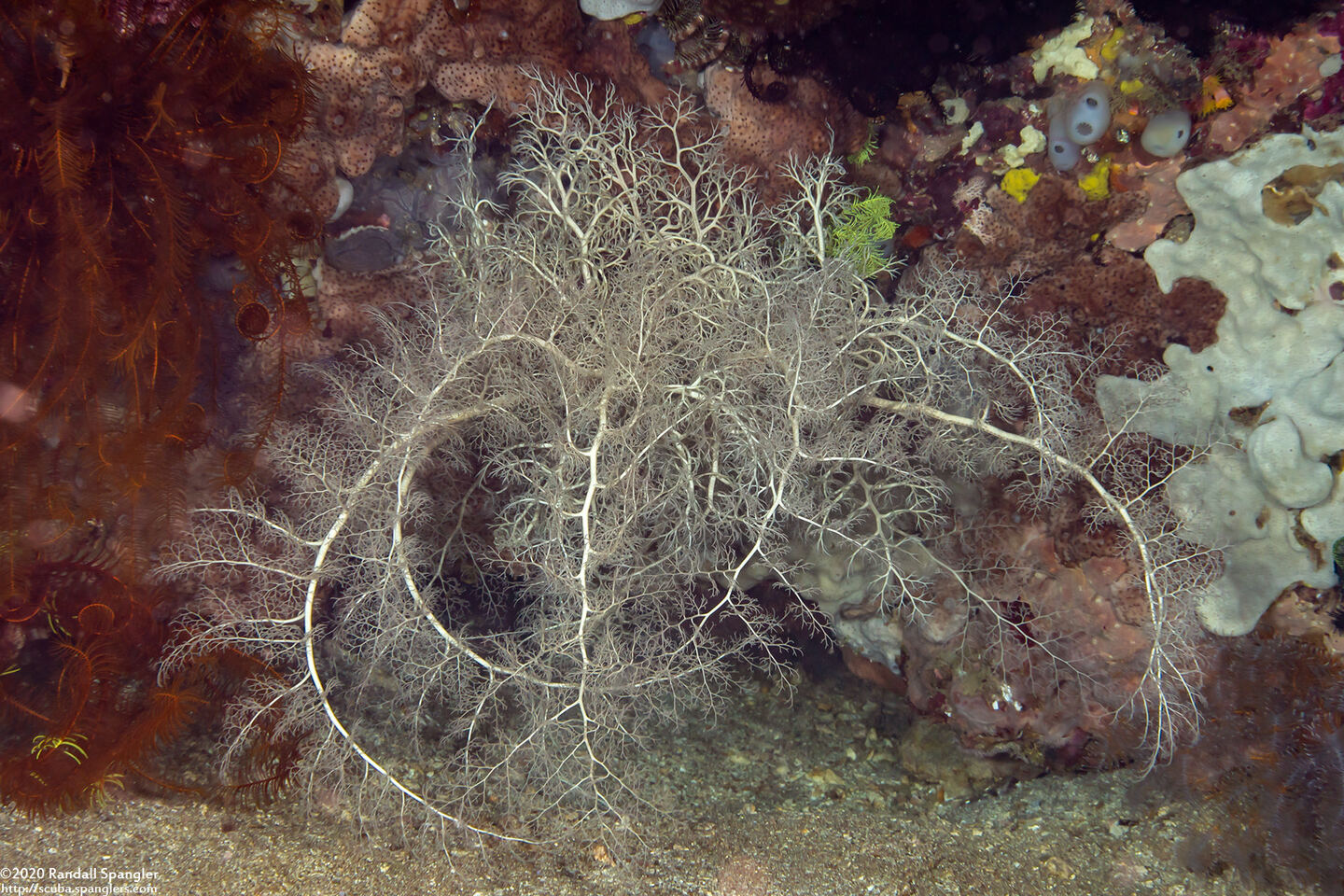Astroboa nuda (Giant Basket Star)