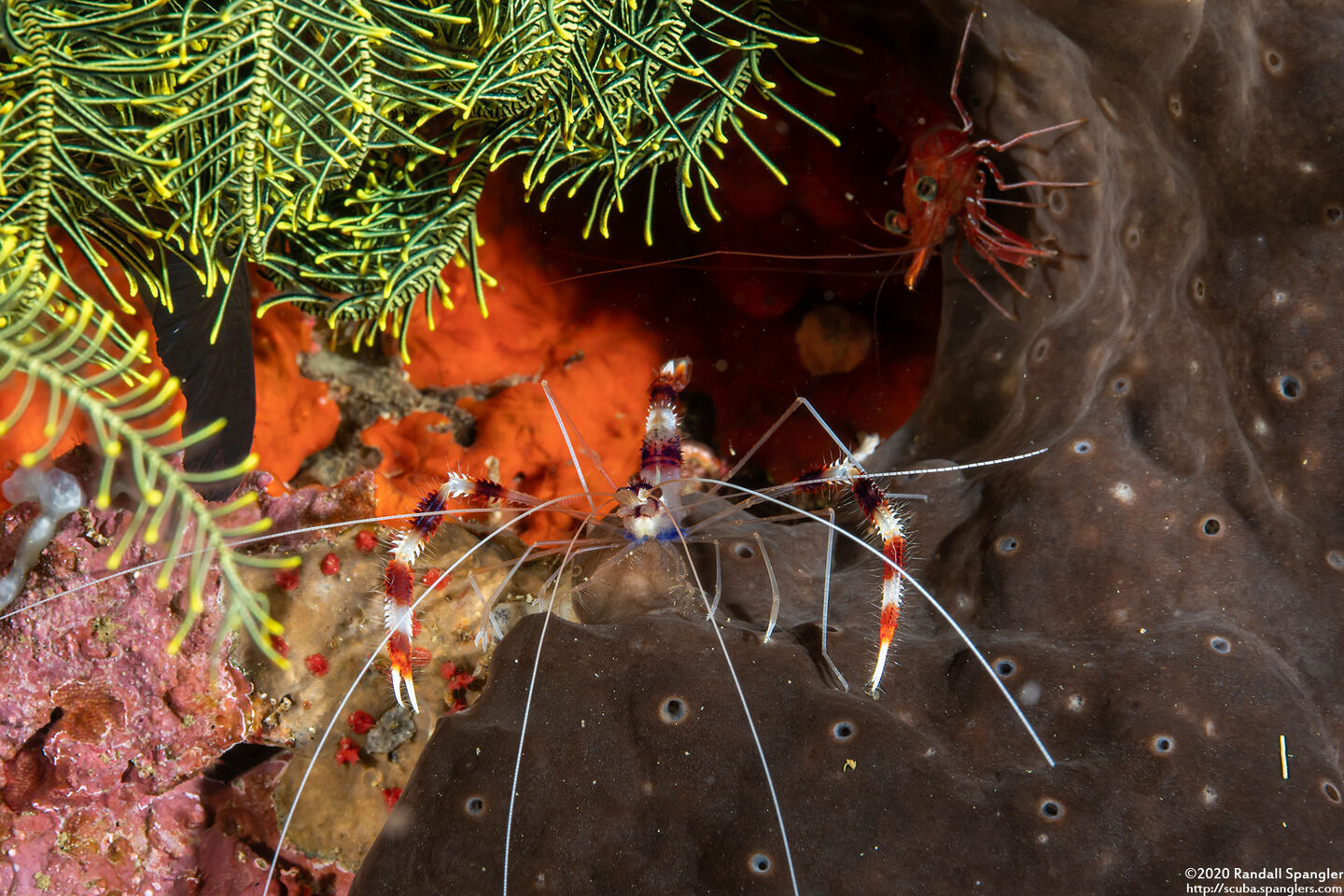 Stenopus hispidus (Banded Coral Shrimp)