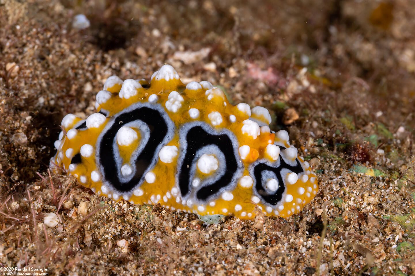 Phyllidia ocellata (Ocellated Phyllidia)