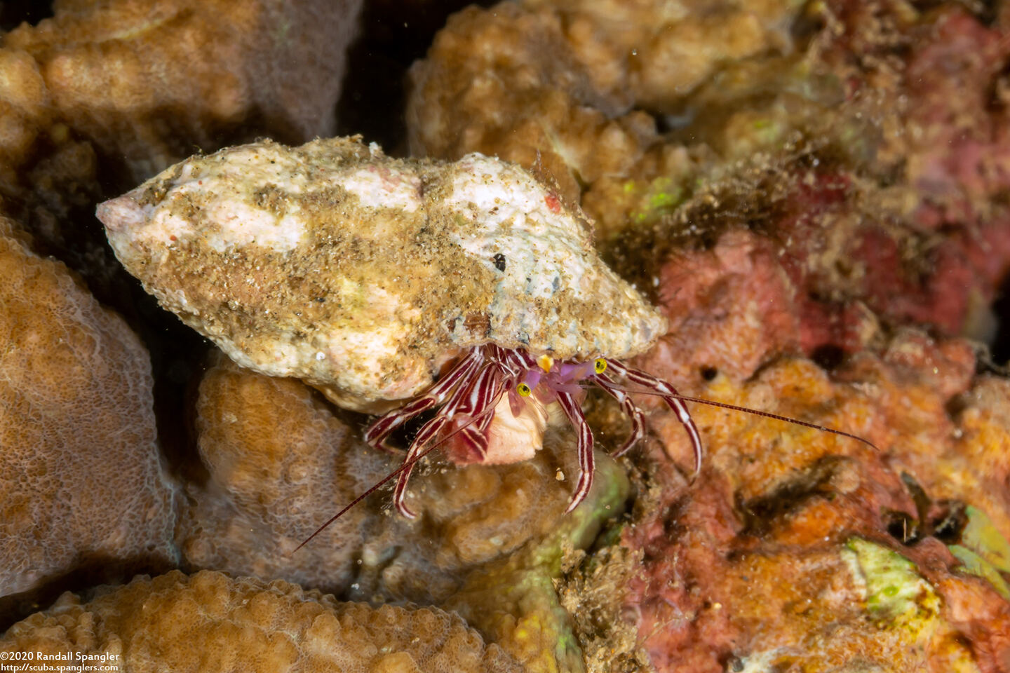 Pylopaguropsis fimbriata (Tasseled Hermit Crab)