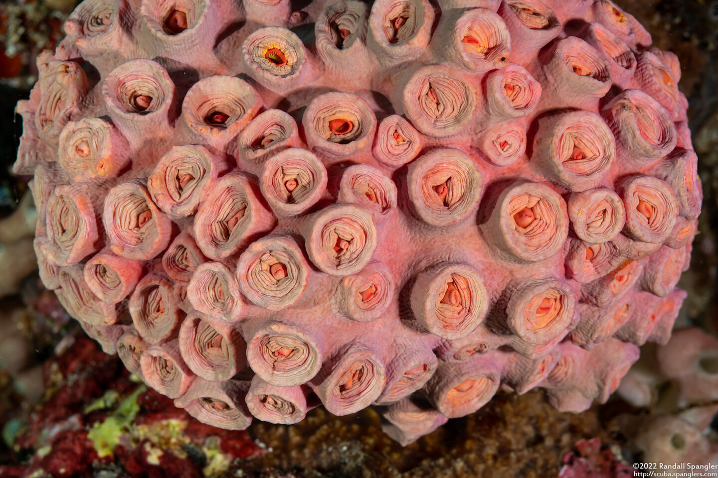 Tubastraea coccinea (Orange Cup Coral)