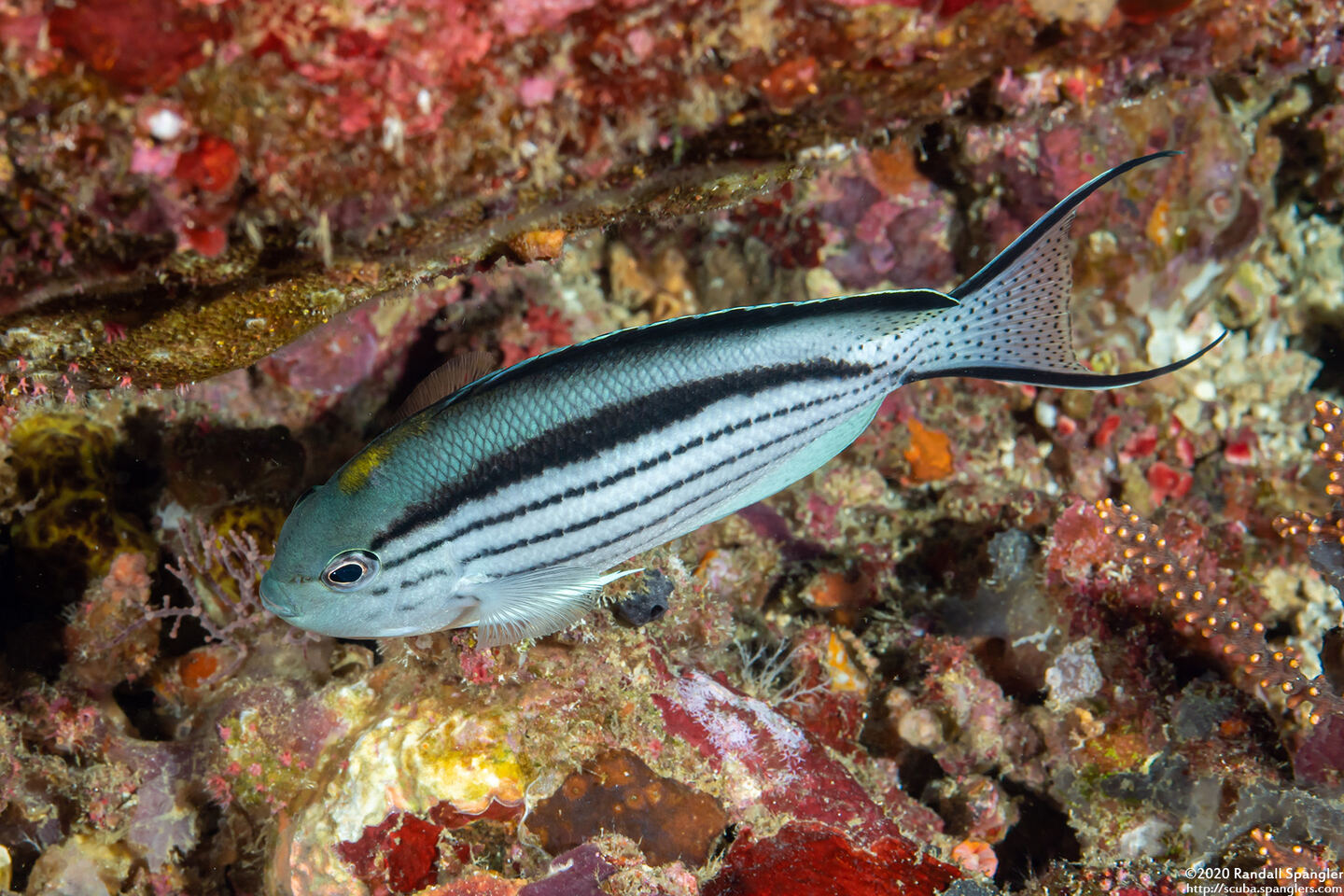 Genicanthus lamarck (Blackstriped Angelfish)