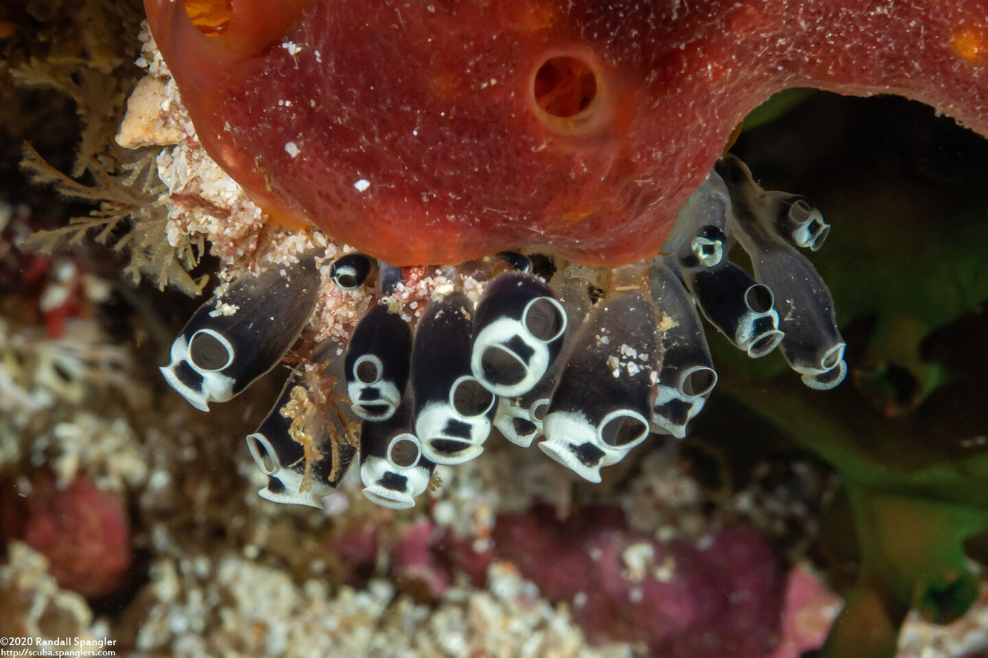 Clavelina robusta (Robust Clavelina)
