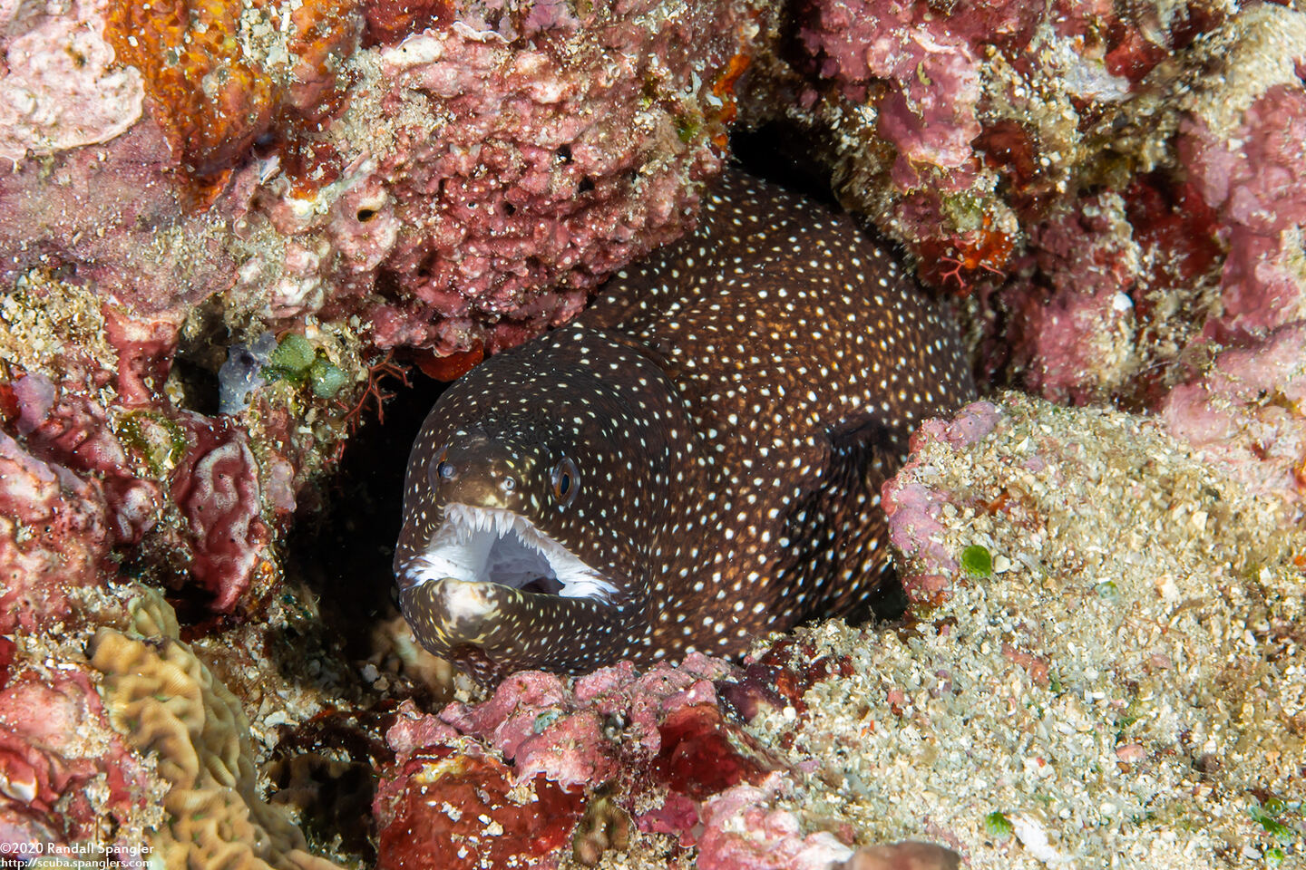 Gymnothorax meleagris (Whitemouth Moray)