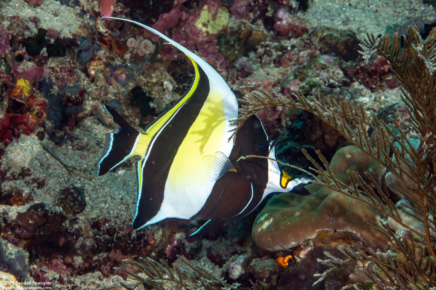 Zanclus cornutus (Moorish Idol)