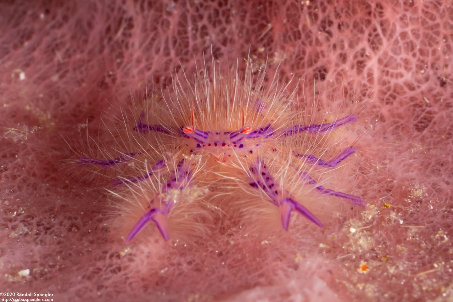 Lauriea siagiani (Hairy Squat Lobster)