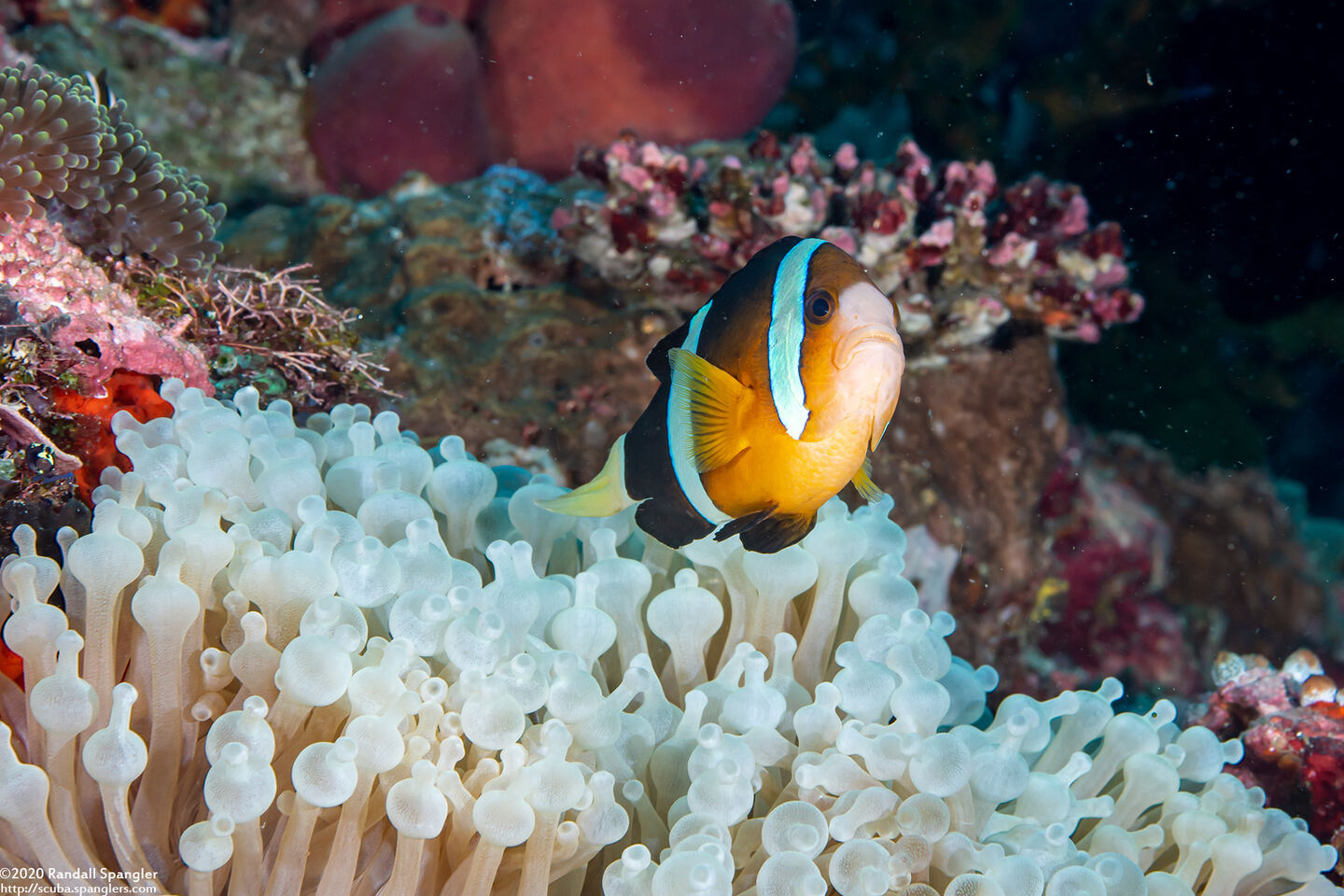 Amphiprion clarkii (Clark's Anemonefish)