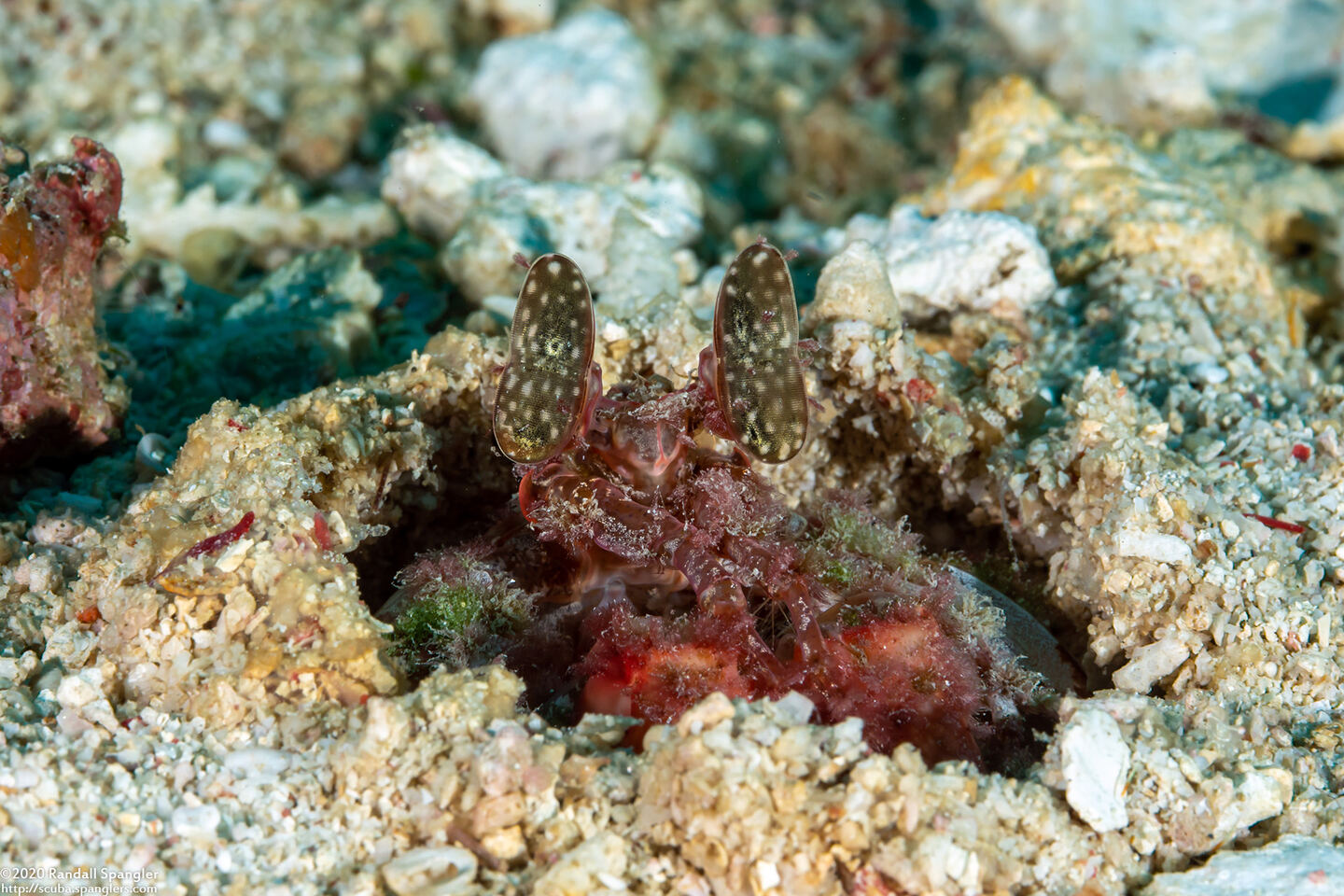 Lysiosquilla lisa (Lisa's Mantis Shrimp)