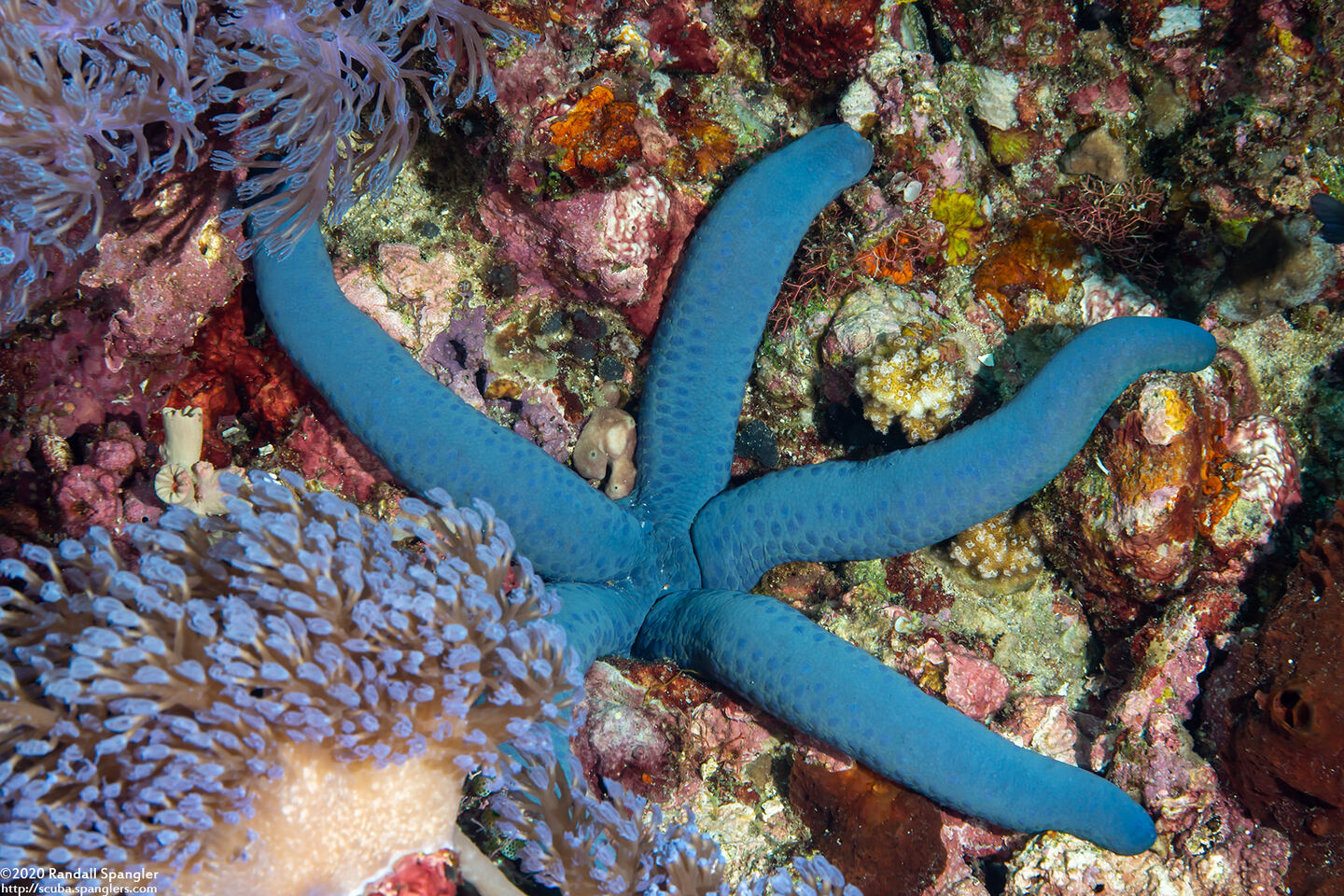 Linckia laevigata (Blue Sea Star)