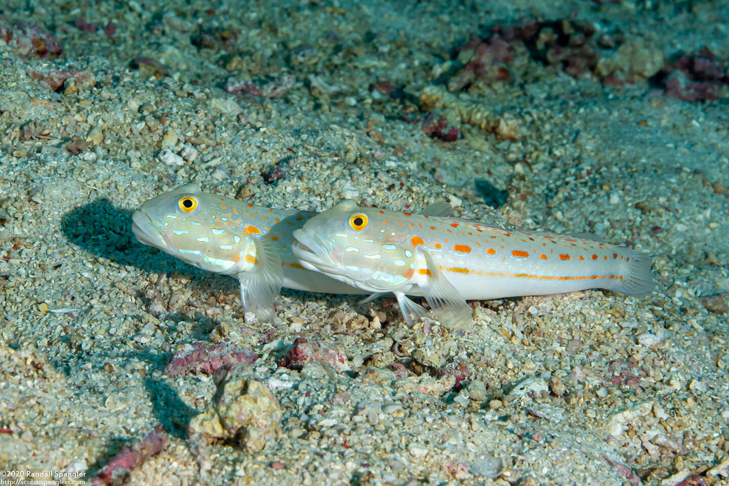 Valenciennea puellaris (Orange-Dashed Goby)