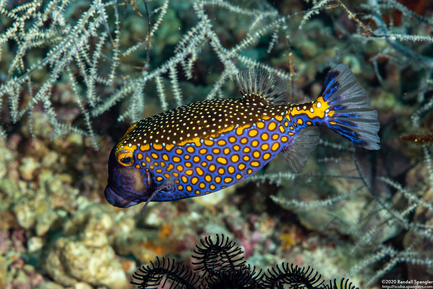 Ostracion meleagris (Spotted Boxfish)