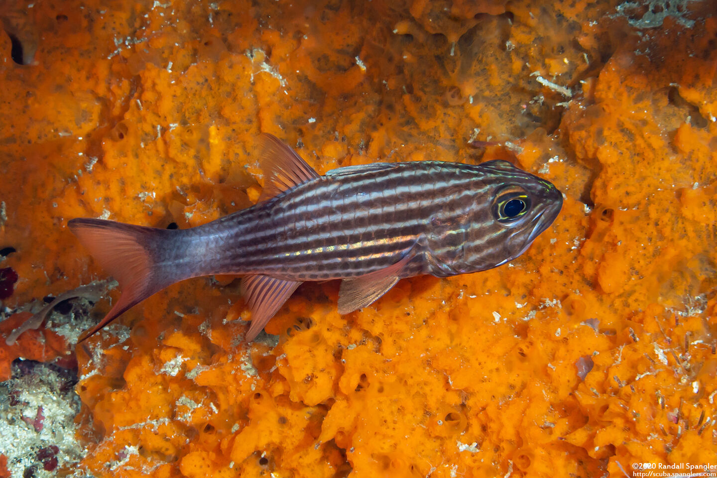 Cheilodipterus macrodon (Tiger Cardinalfish)