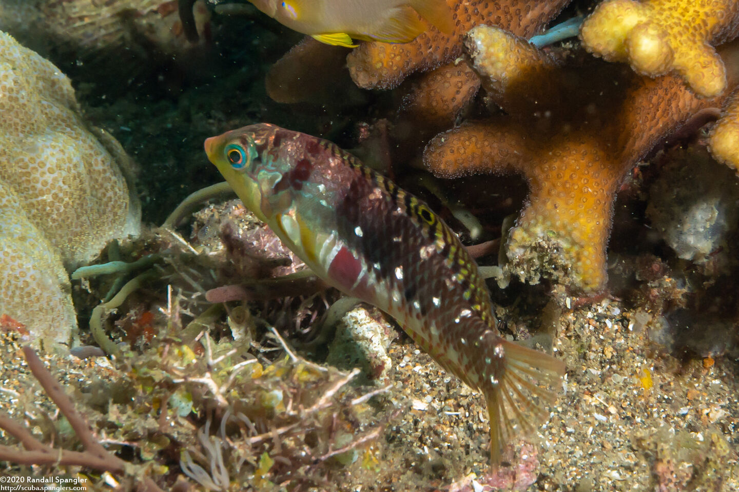 Halichoeres nebulosus (Nebulous Wrasse)