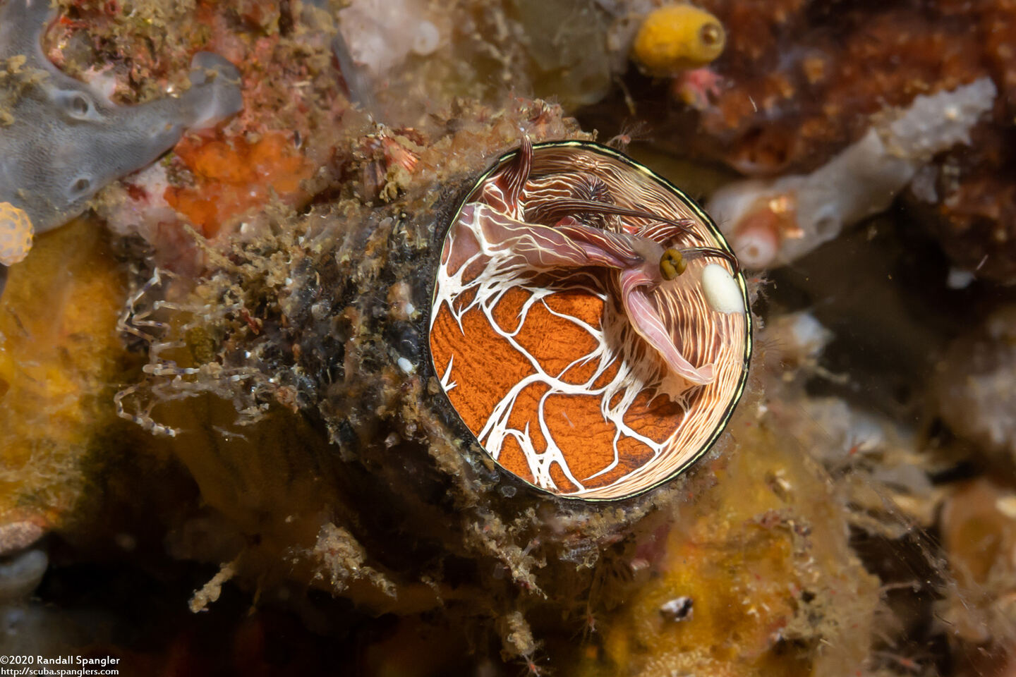 Thylacodes grandis (Grand Coral Worm Snail)