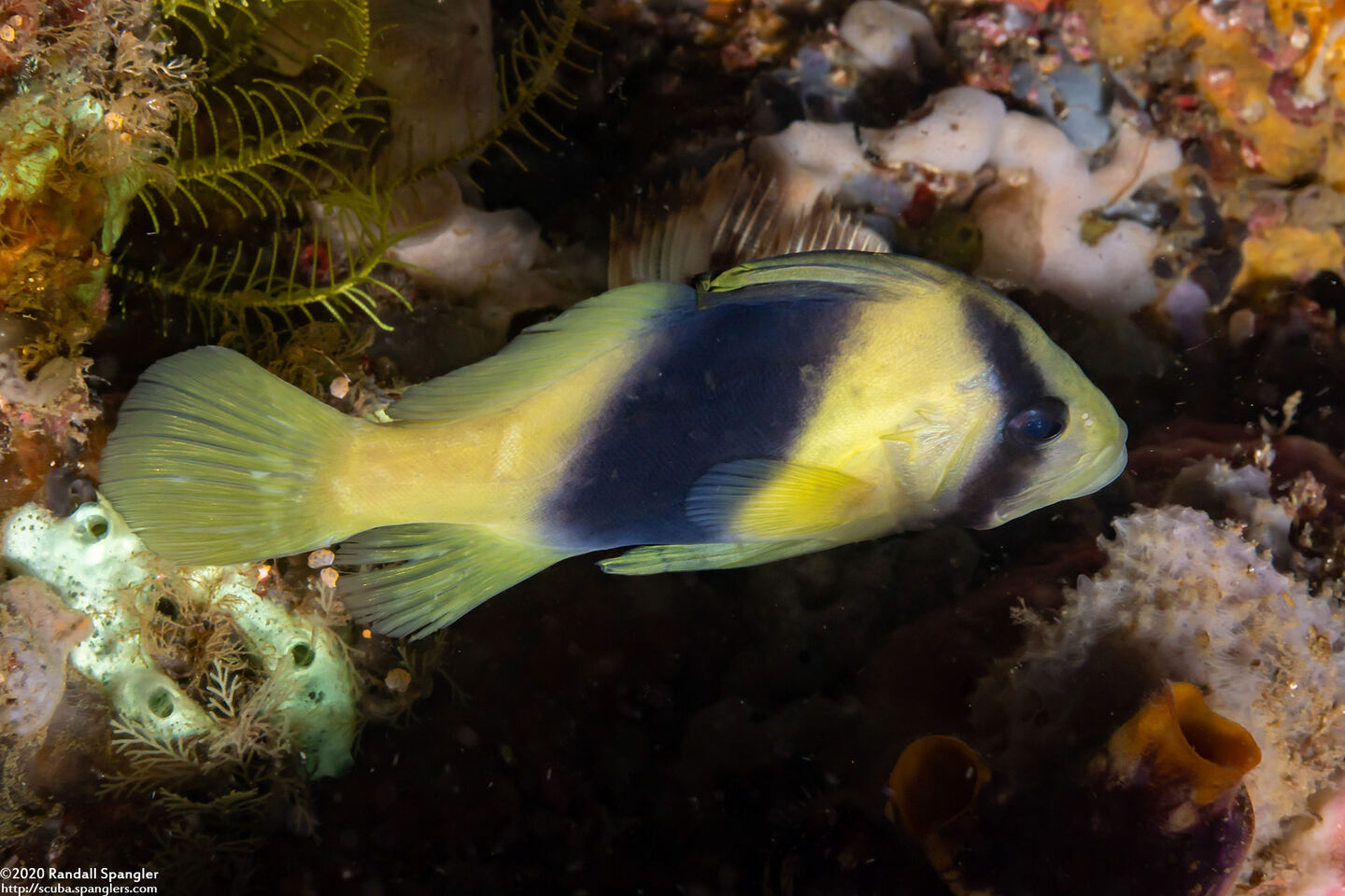 Diploprion bifasciatum (Doublebanded Soapfish)