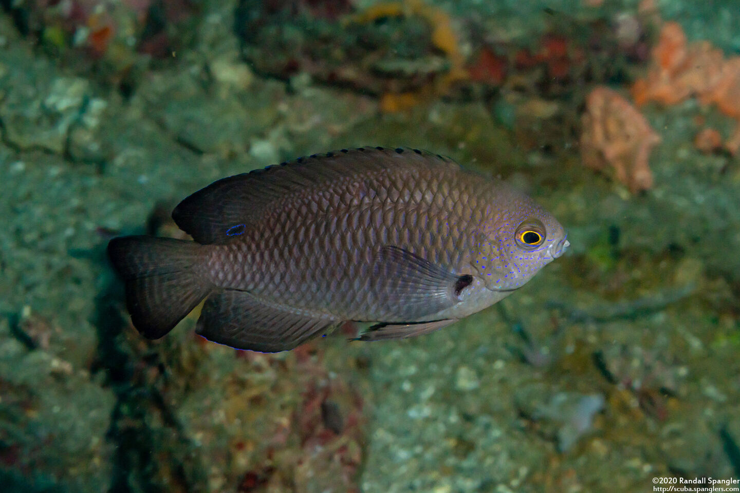 Pomacentrus nagasakiensis (Nagasaki Damsel)