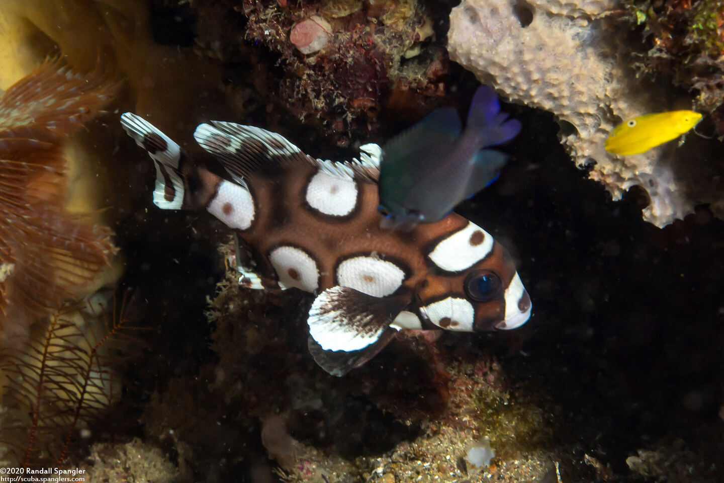 Plectorhinchus chaetodonoides (Many-Spotted Sweetlips)