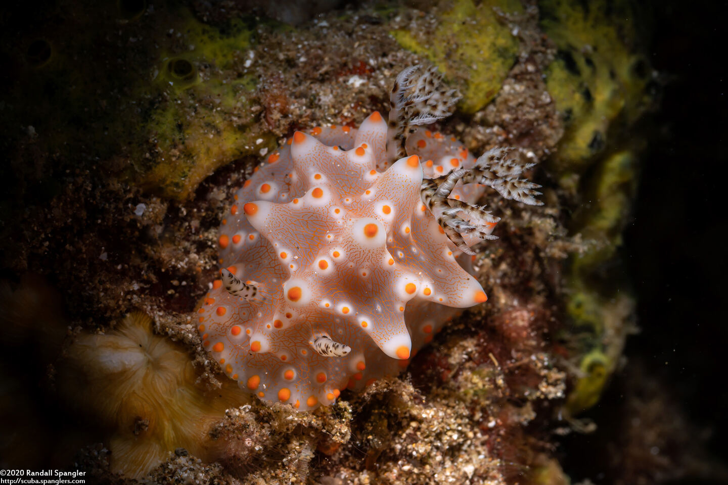 Halgerda batangas (Batangas Halgerda)