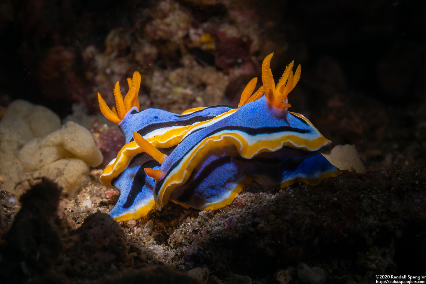 Chromodoris annae (Anna's Chromodoris)