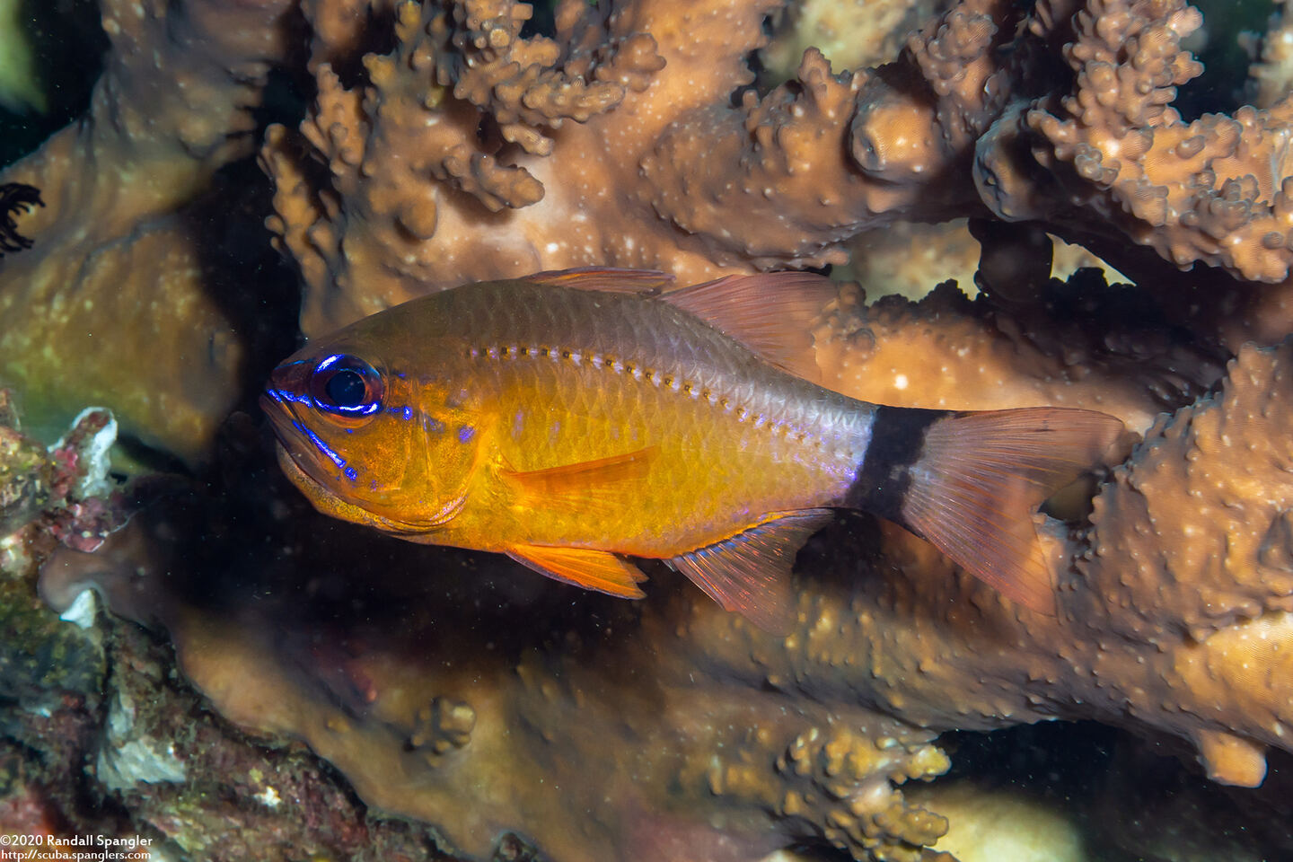 Ostorhinchus aureus (Ringtailed Cardinalfish)