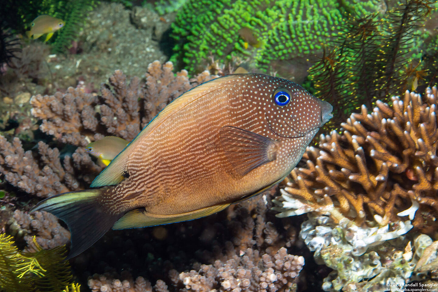 Ctenochaetus binotatus (Twospot Bristletooth)