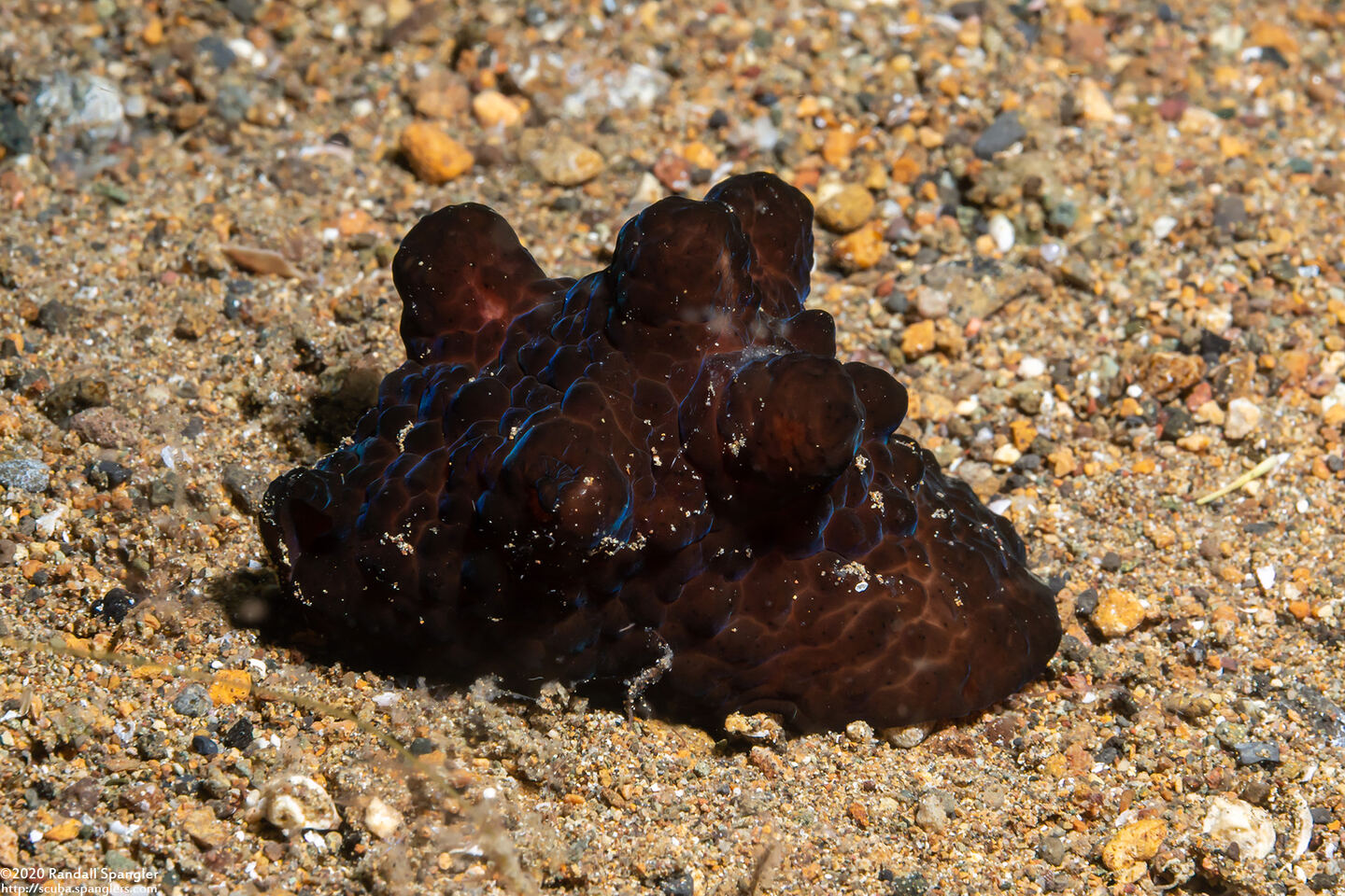 Coriocella nigra (Black Velvetinid)