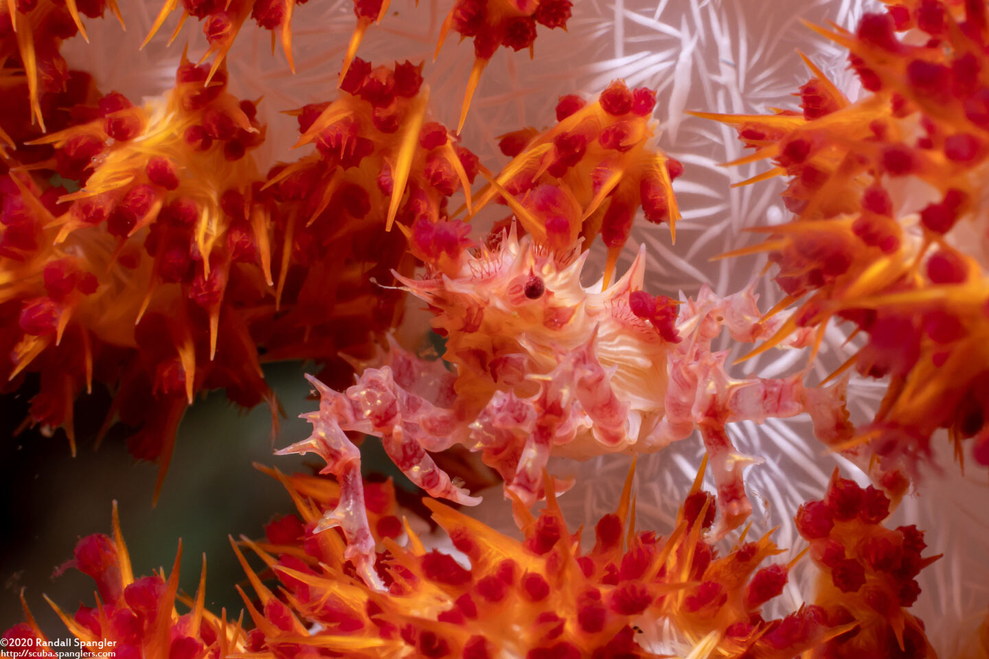 Hoplophrys oatesii (Soft Coral Crab)