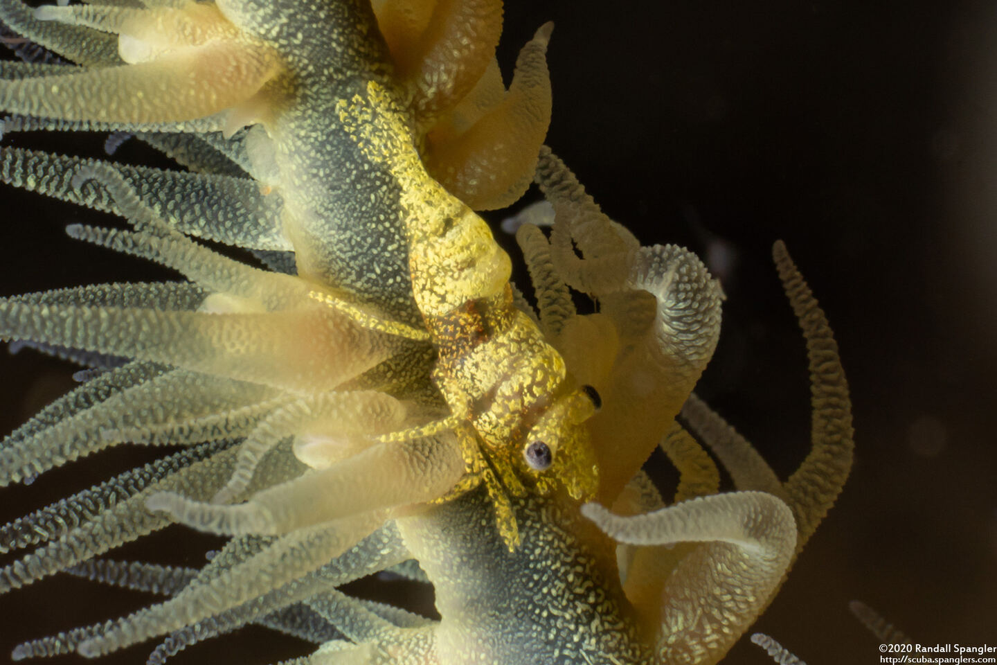 Pontonides ankeri (Barred Wire Coral Shrimp)