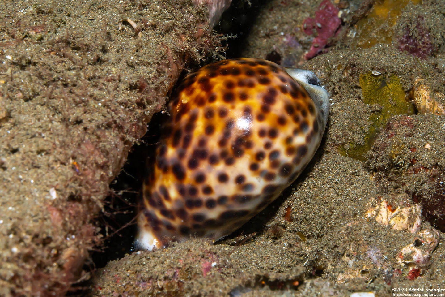 Cypraea tigris (Tiger Cowry)