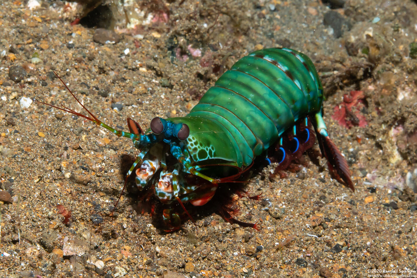 Odontodactylus scyllarus (Peacock Mantis Shrimp)