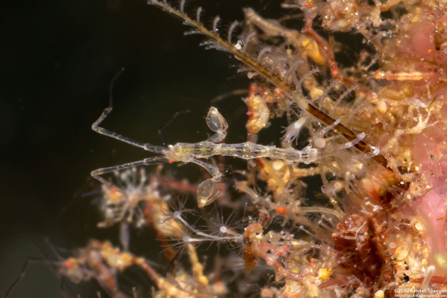 Caprella sp.1 (Skeleton Shrimp)